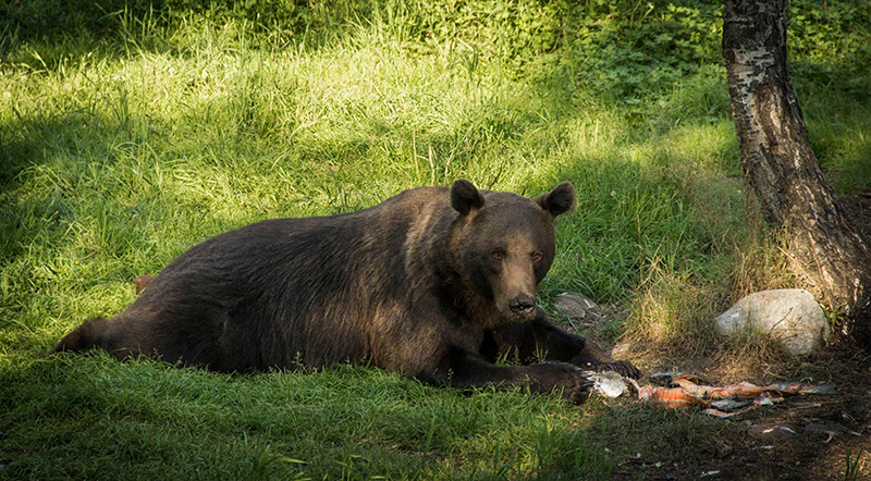 bearwatching_finland3