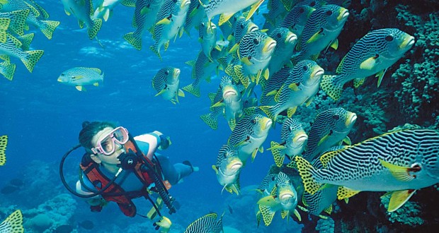 scuda_diving-620x330